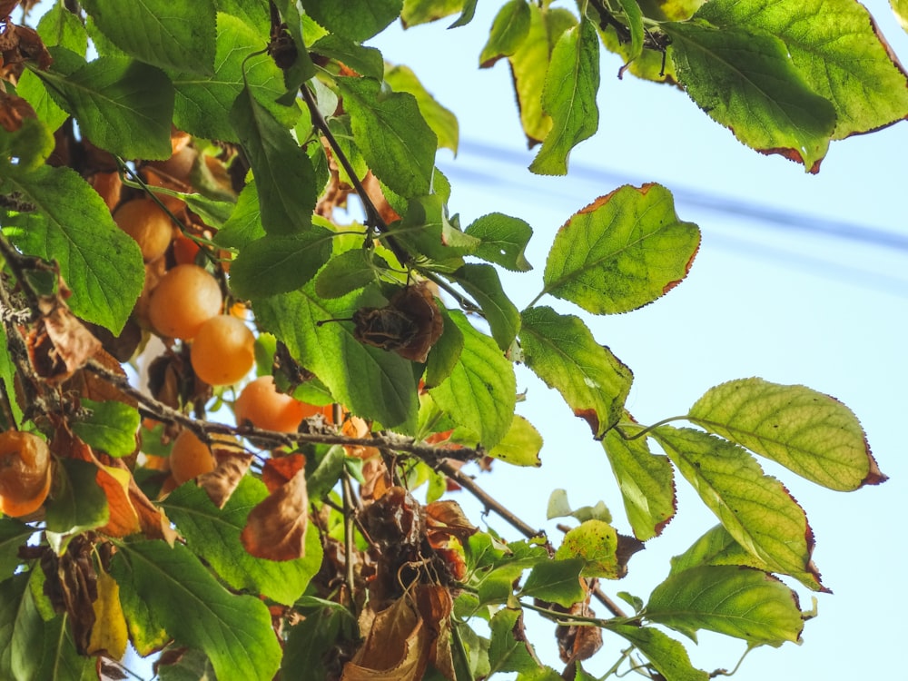 a bunch of fruit hanging from a tree