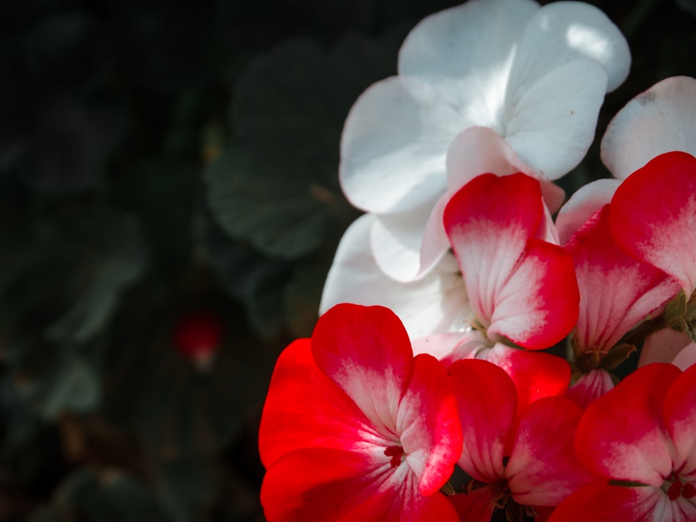 a bunch of red and white flowers with green leaves