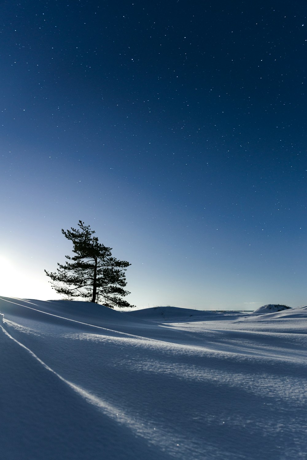 a lone tree in the middle of a snowy field