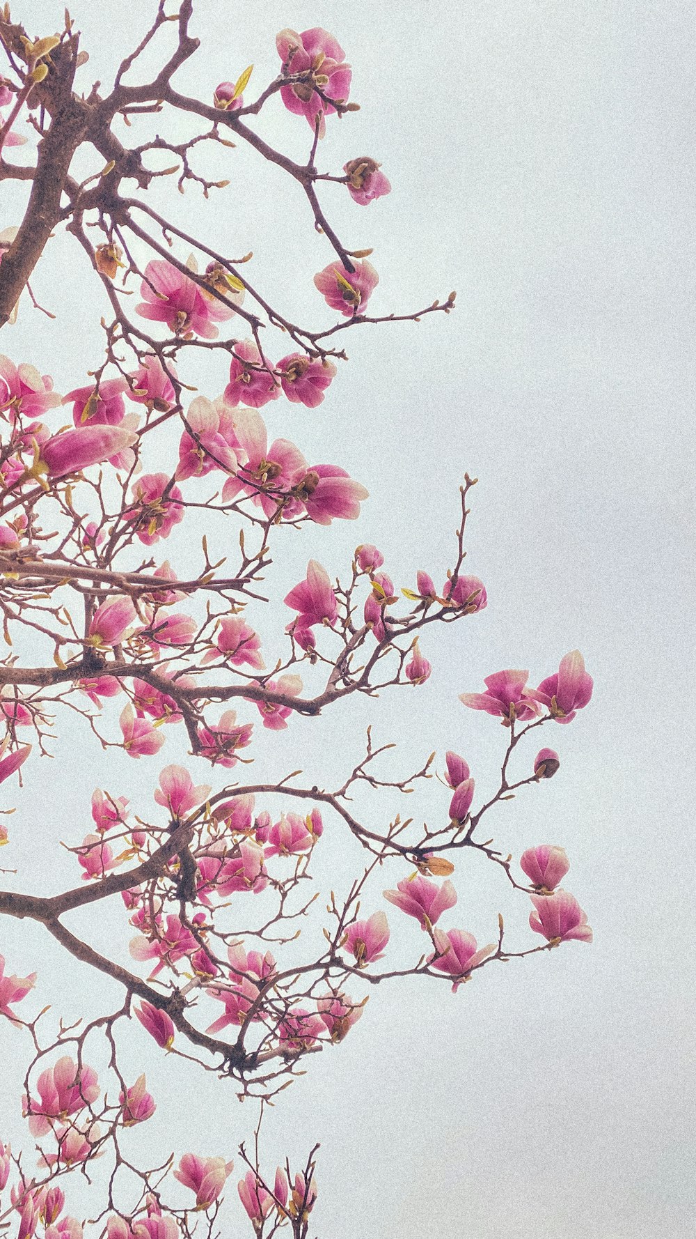 a tree with lots of pink flowers on it