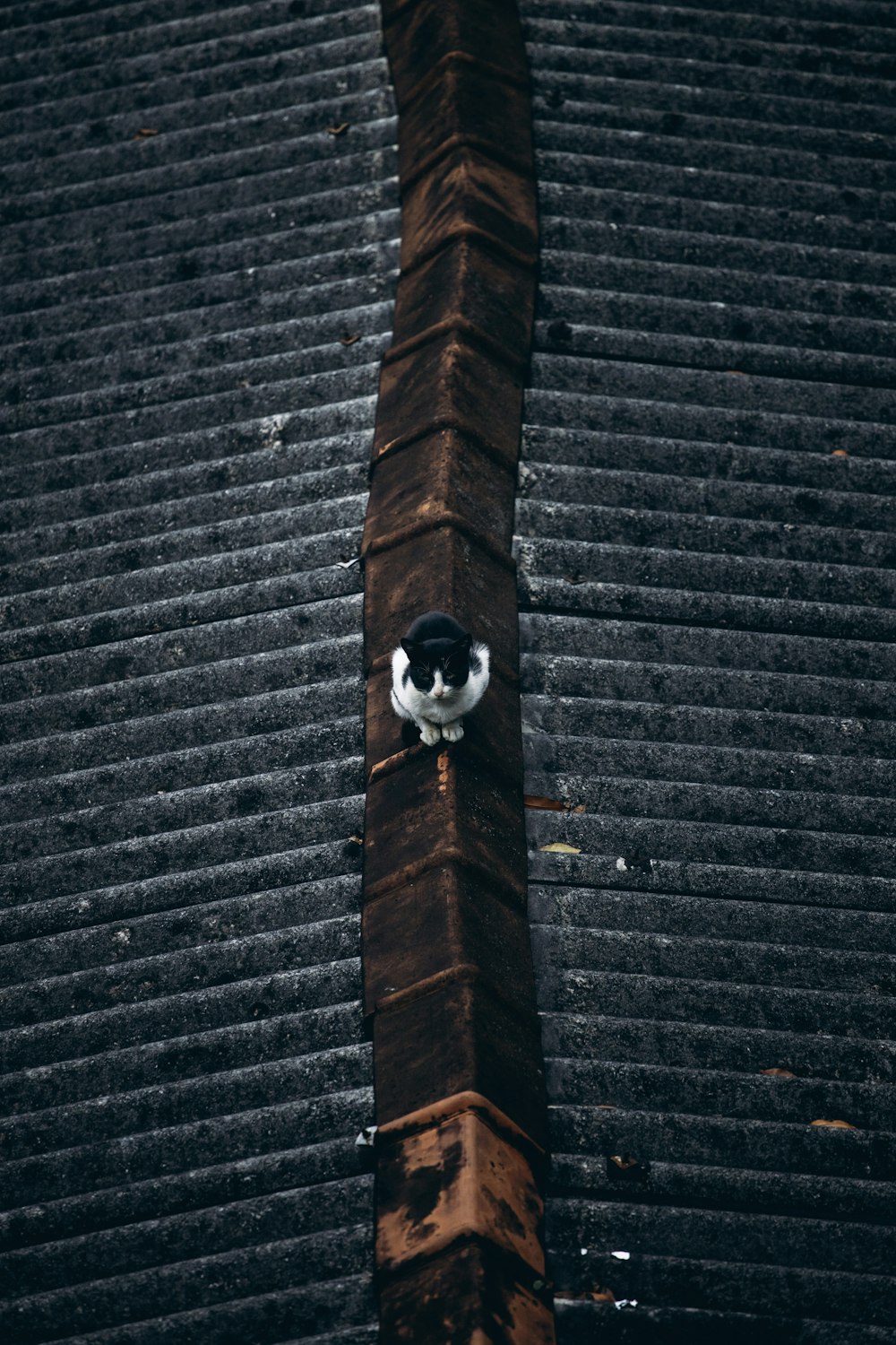 a black and white cat sitting on top of a wooden pole