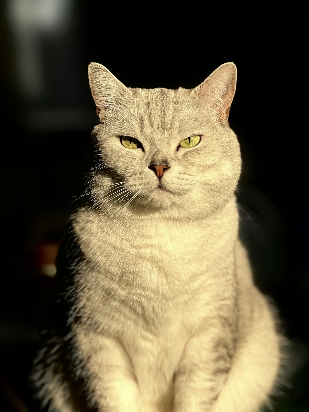 um gato sentado em uma mesa olhando para a câmera