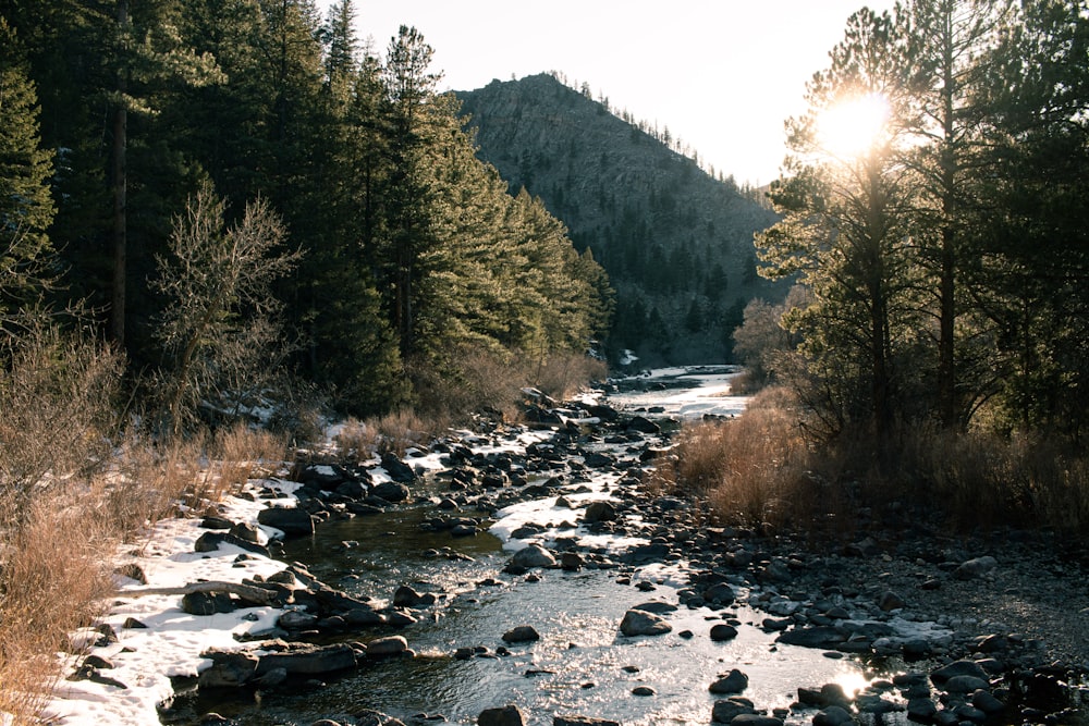 a river running through a forest filled with lots of trees