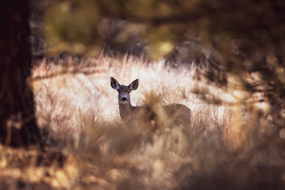 a deer is standing in a field of tall grass