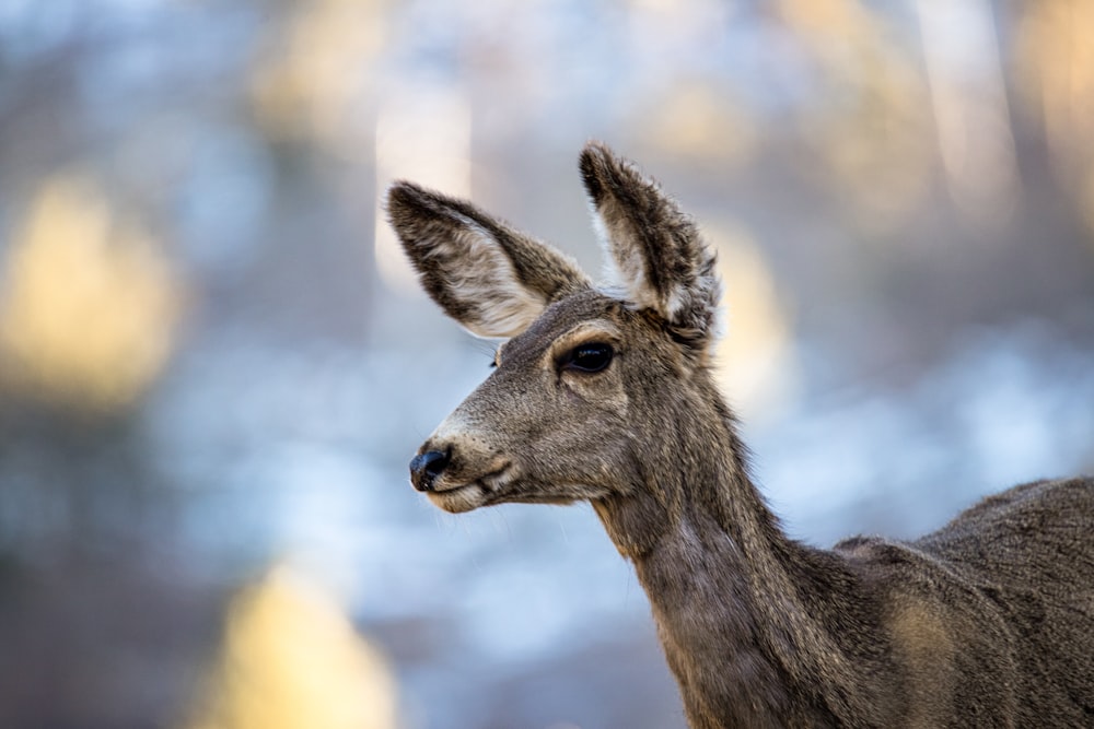 a close up of a deer with trees in the background