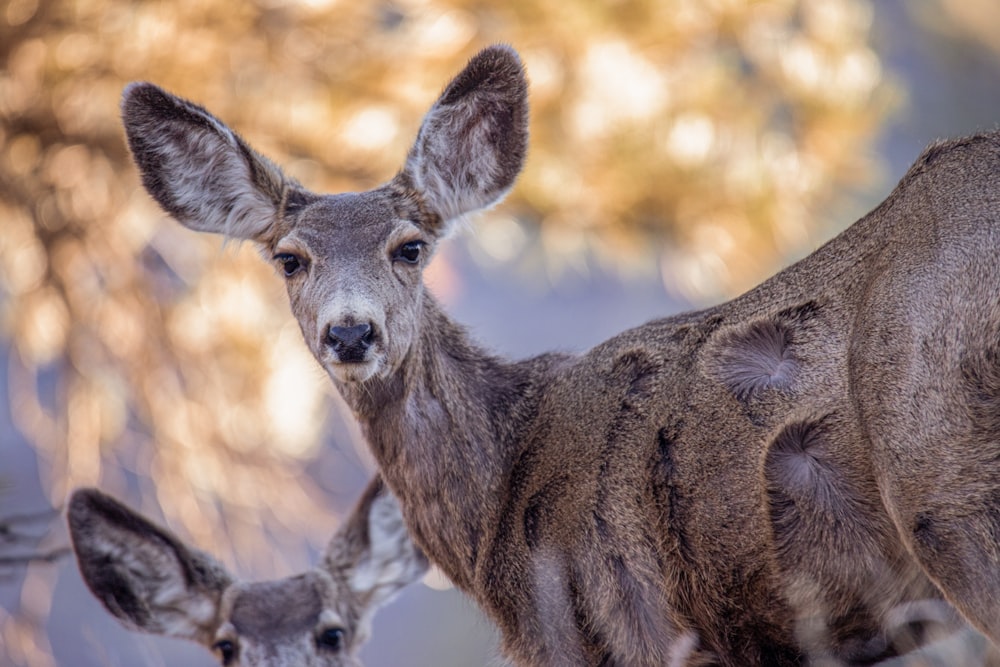 a couple of deer standing next to each other