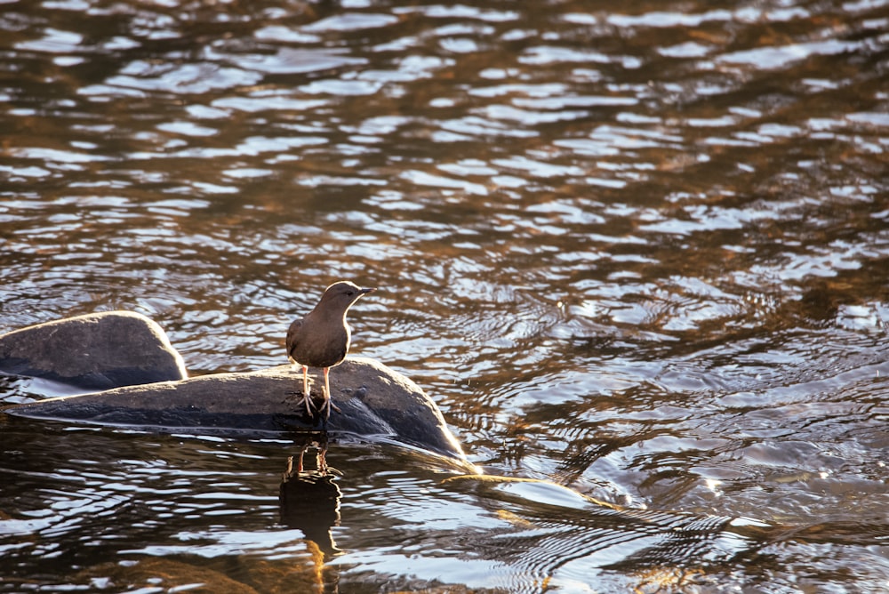 a bird is sitting on a rock in the water