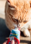 A hand holding a lickable creamy cat treat tube with a happy cat eagerly licking it