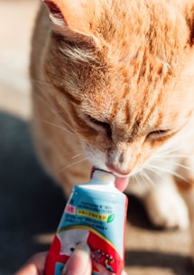 A close-up of a cat receiving medication from a caring hand.
