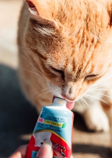 A close-up of a cat licking the creamy treat tube with bright eyes and happy whiskers.