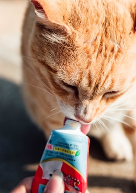 A close-up of an orange tabby cat licking a tube of food. A person's hand is seen holding the tube while the cat is focused on it.