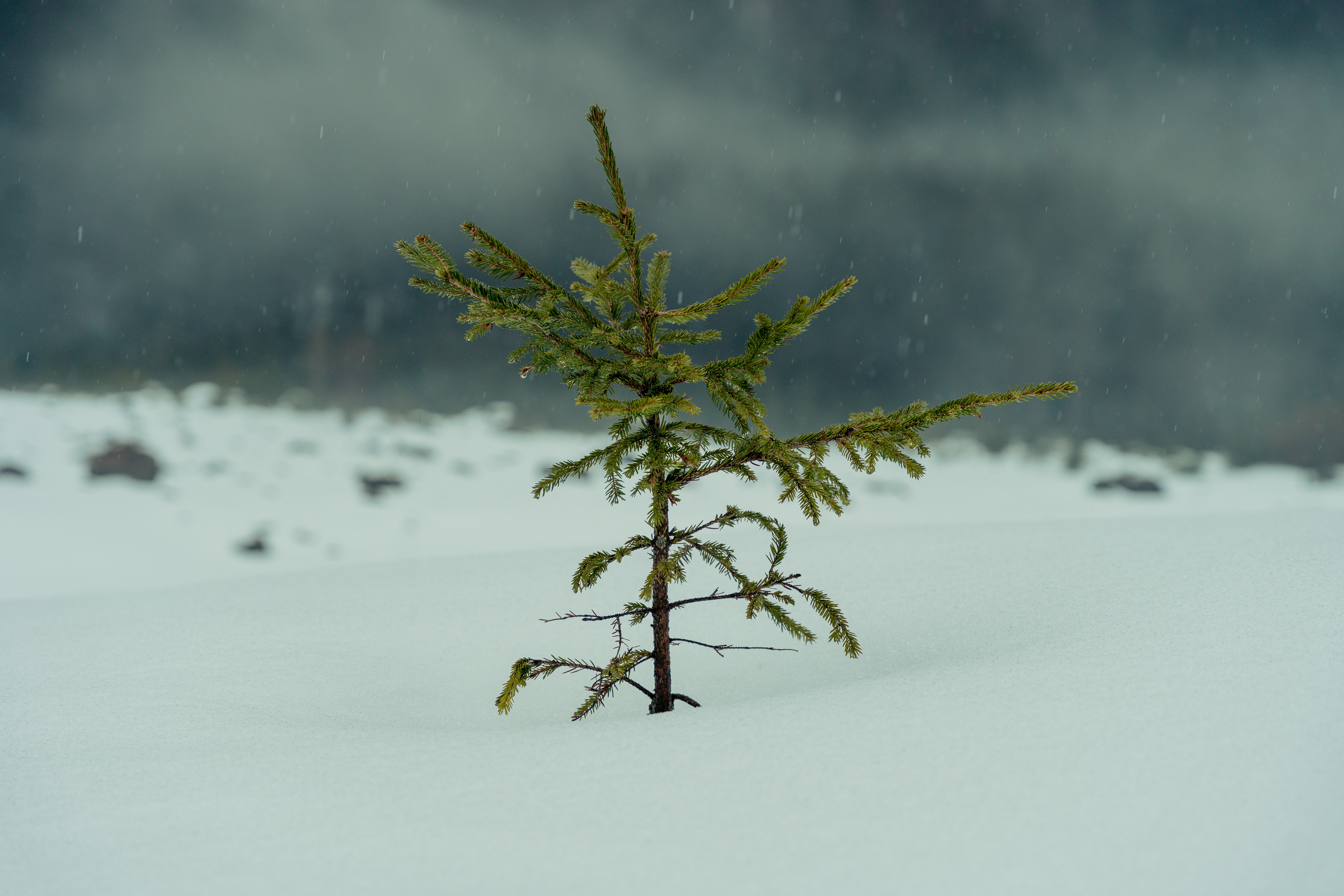 a small pine tree in the middle of a snowy field