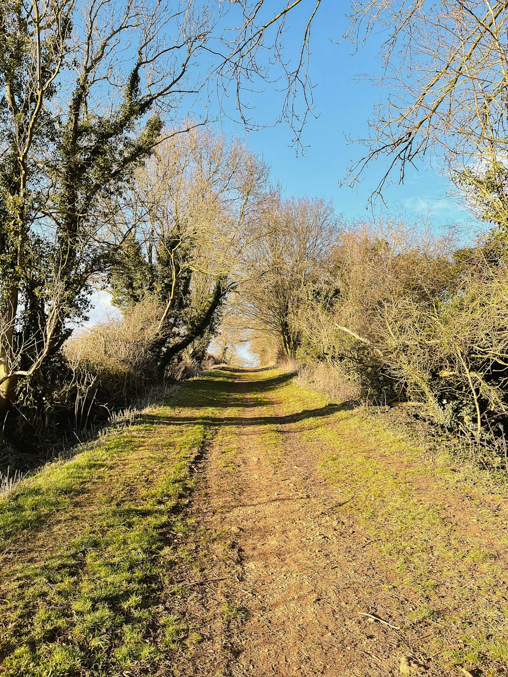 a dirt road surrounded by trees and grass