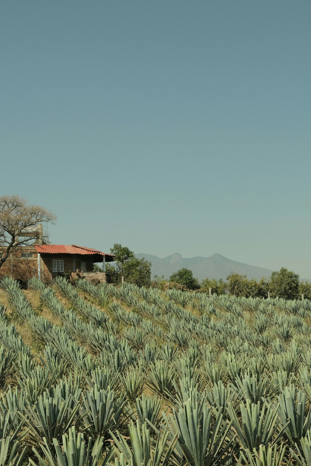 a field of pineapples with a house in the background