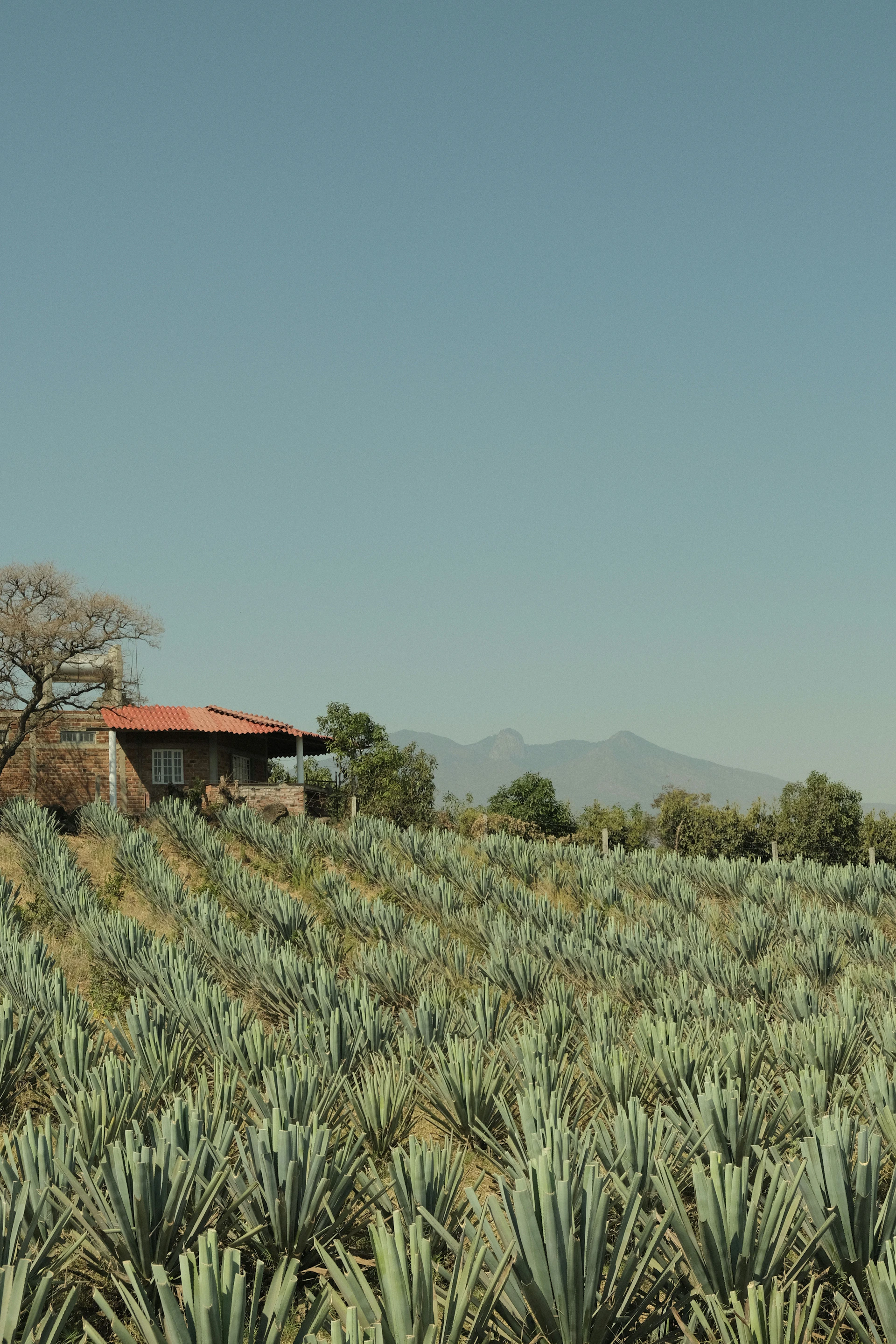 a field of pineapples with a house in the background