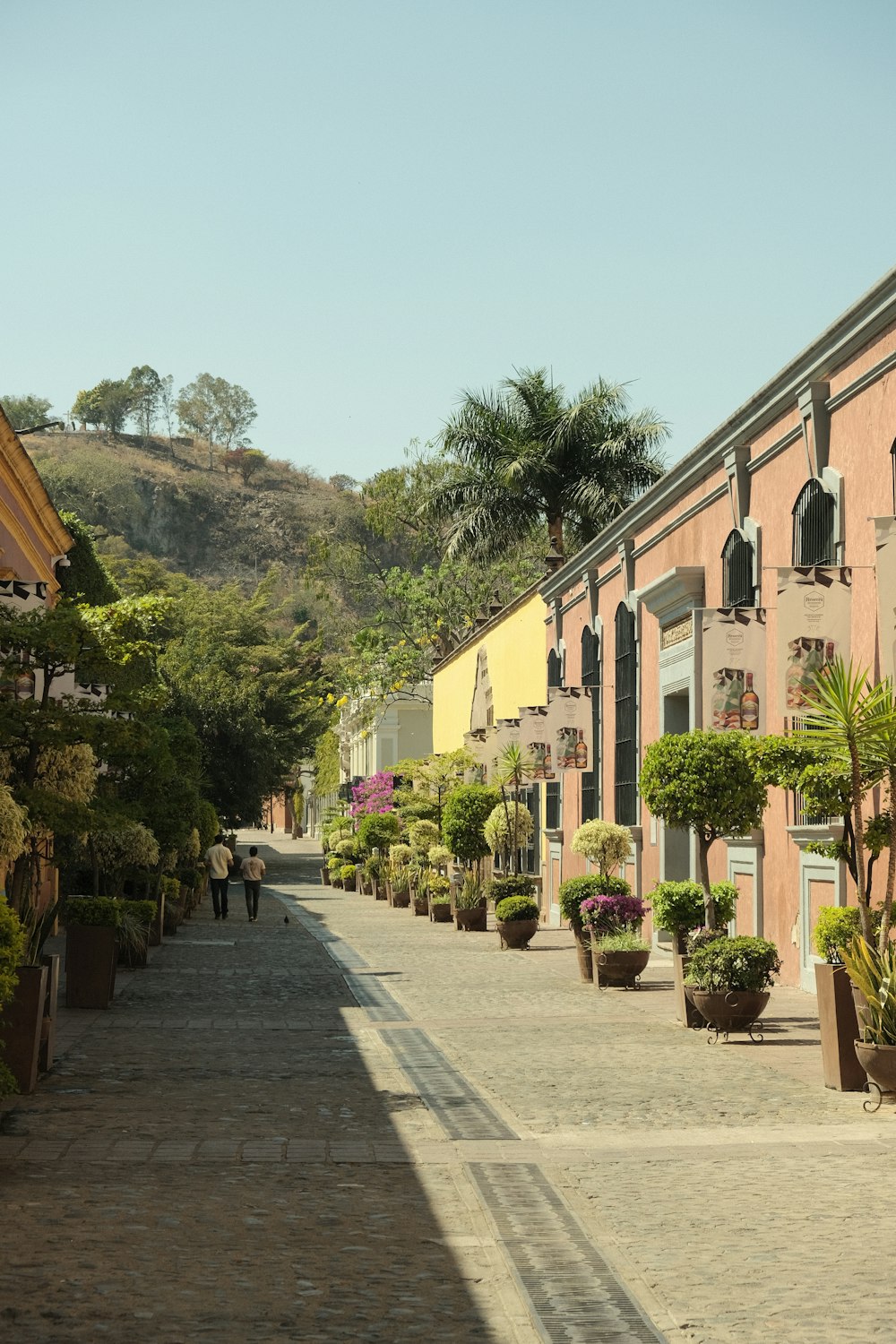 a cobblestone street lined with potted plants