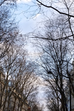 Leafless trees with sprawling branches create an intricate network against a backdrop of a bright sky. Buildings flank the line of trees on both sides, revealing an urban setting. Street lamps hang amidst the branches, adding to the city's charm.