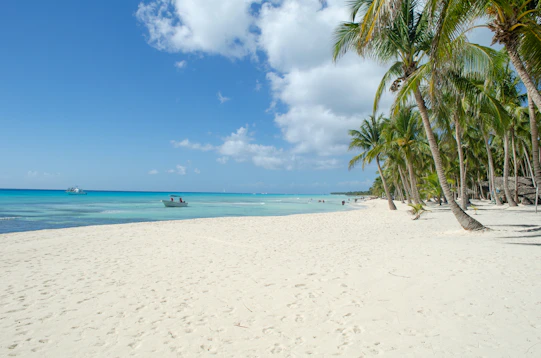 a beach with palm trees and a boat in the water
