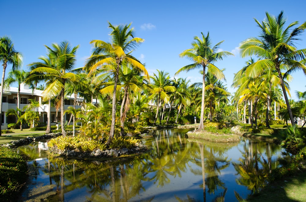 a pond surrounded by palm trees in front of a building