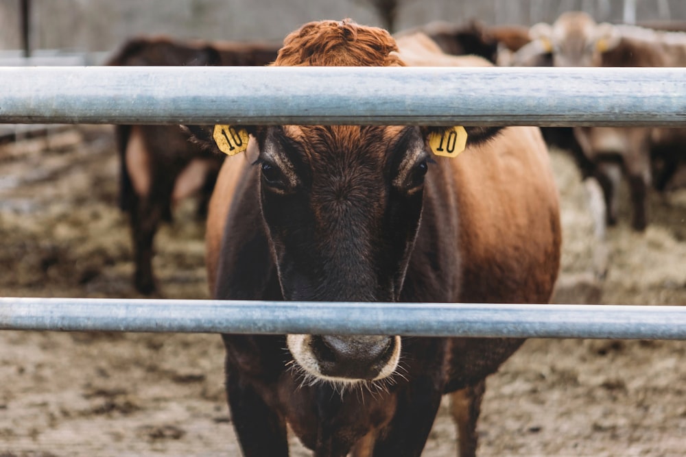 a brown cow standing behind a metal fence