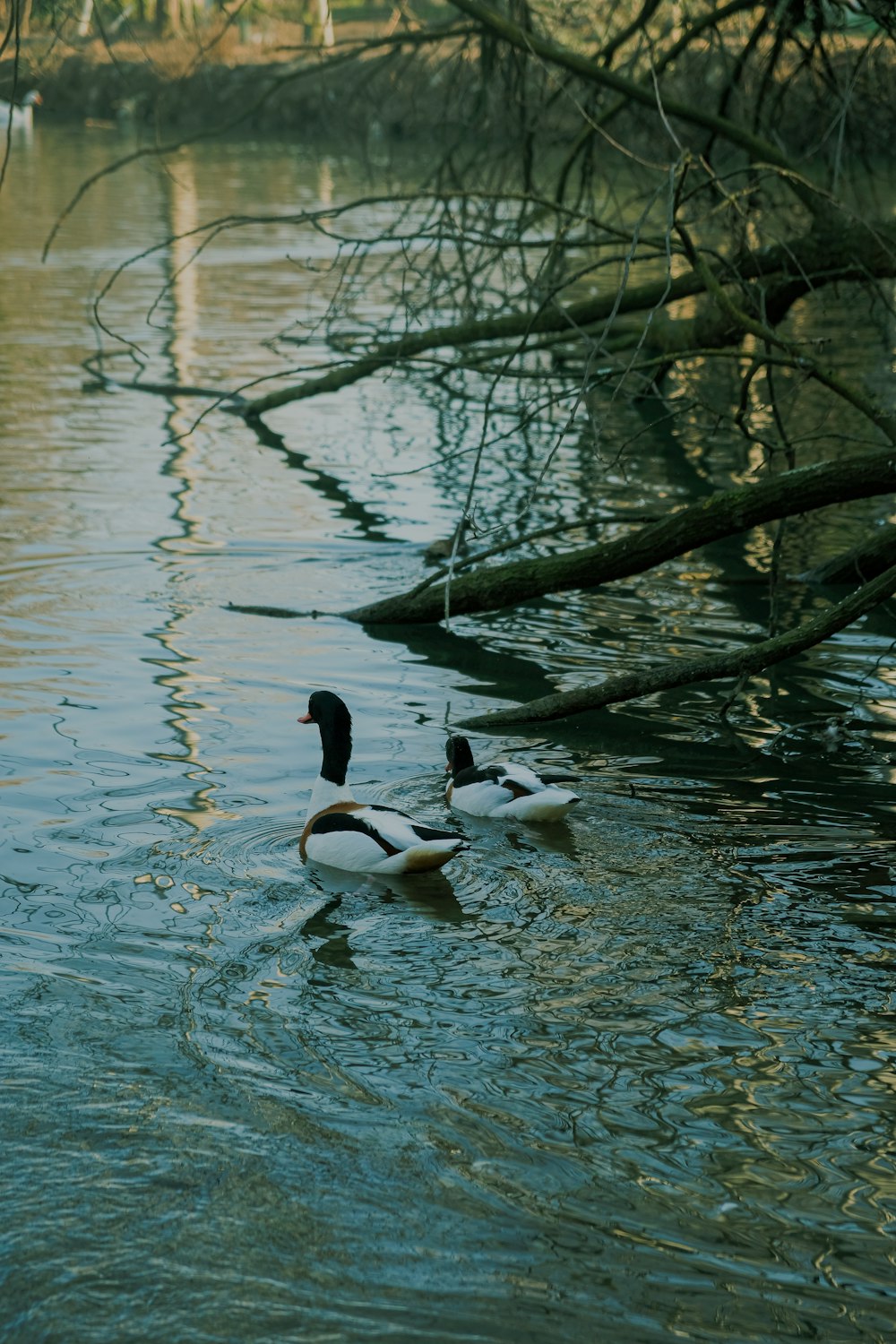 a couple of ducks floating on top of a lake