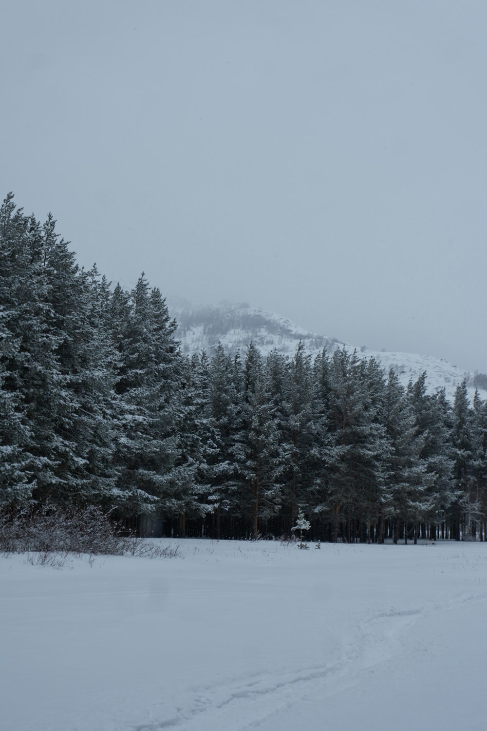 Un campo cubierto de nieve con un bosque al fondo