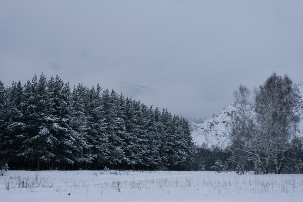 a snowy field with trees and mountains in the background