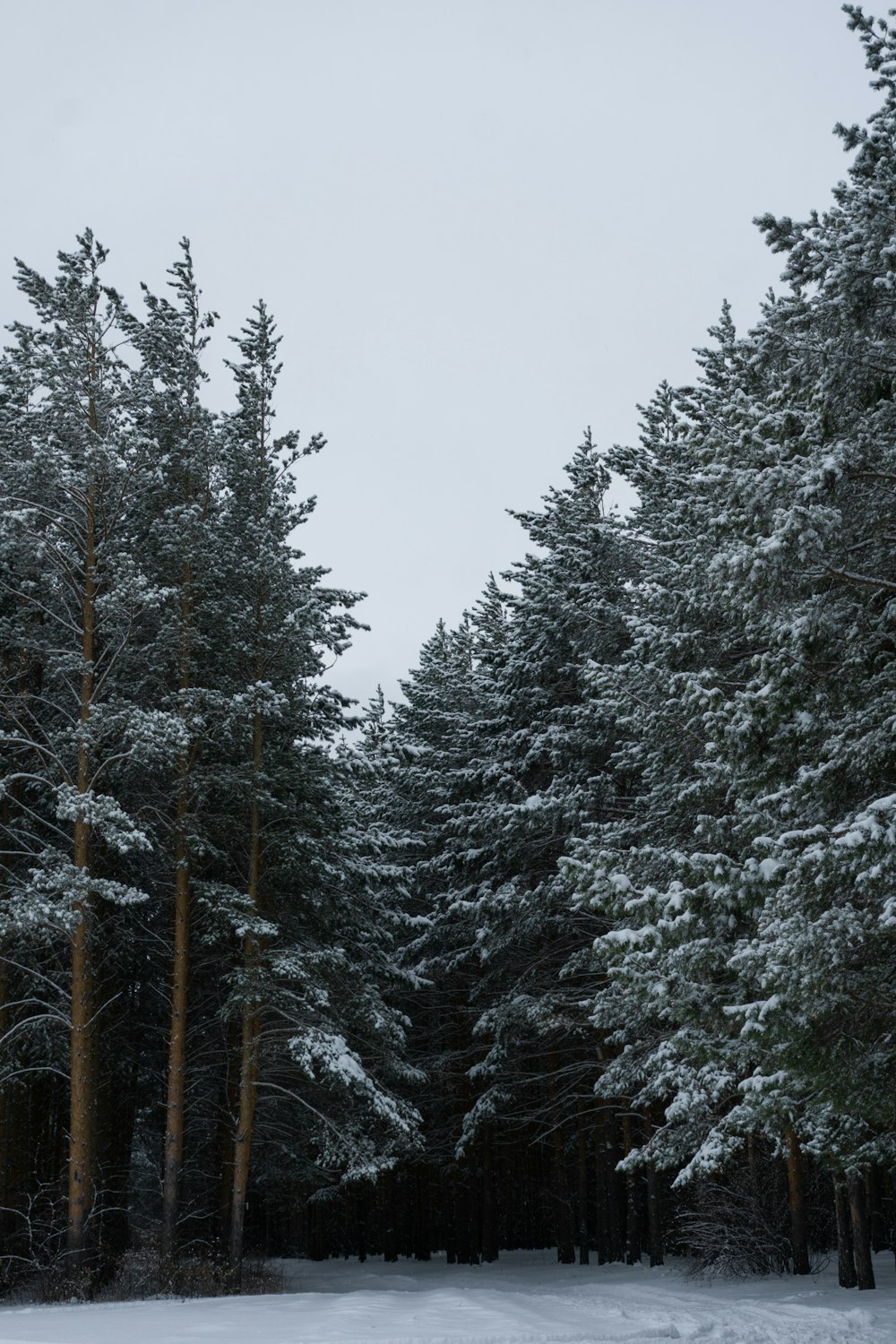 a snow covered forest filled with lots of trees