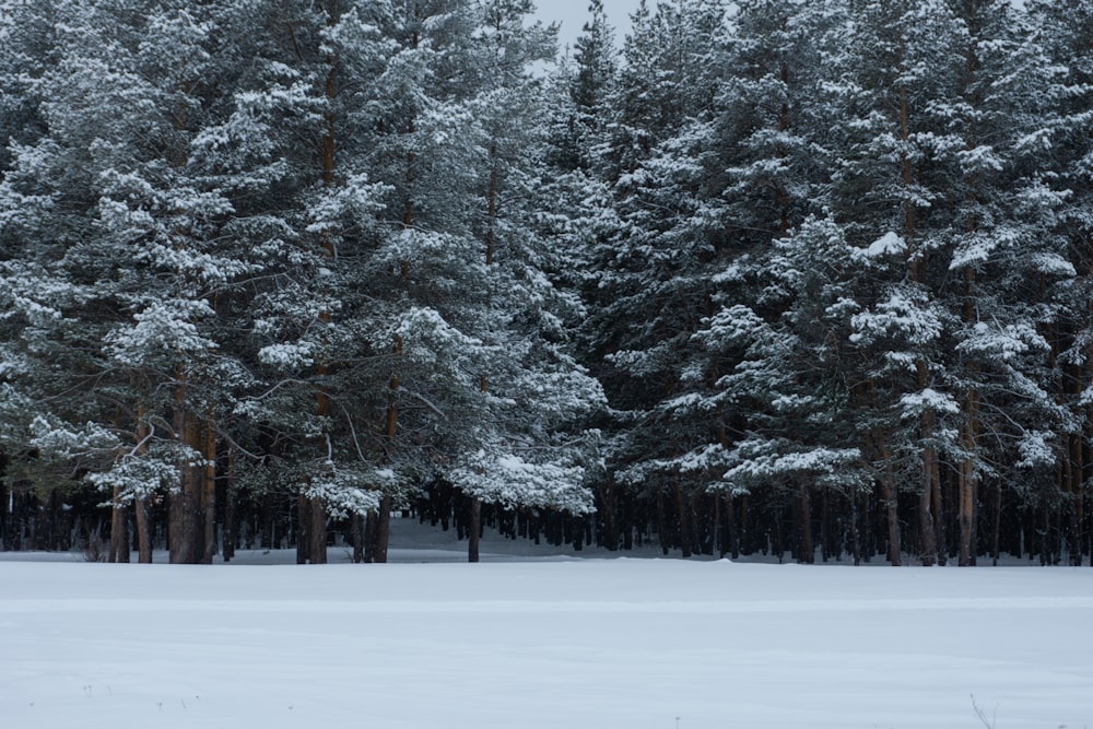 a group of trees covered in snow next to a forest