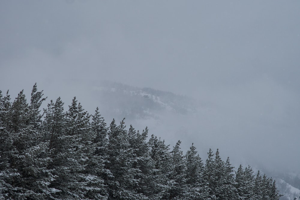 Una foresta innevata con una montagna sullo sfondo