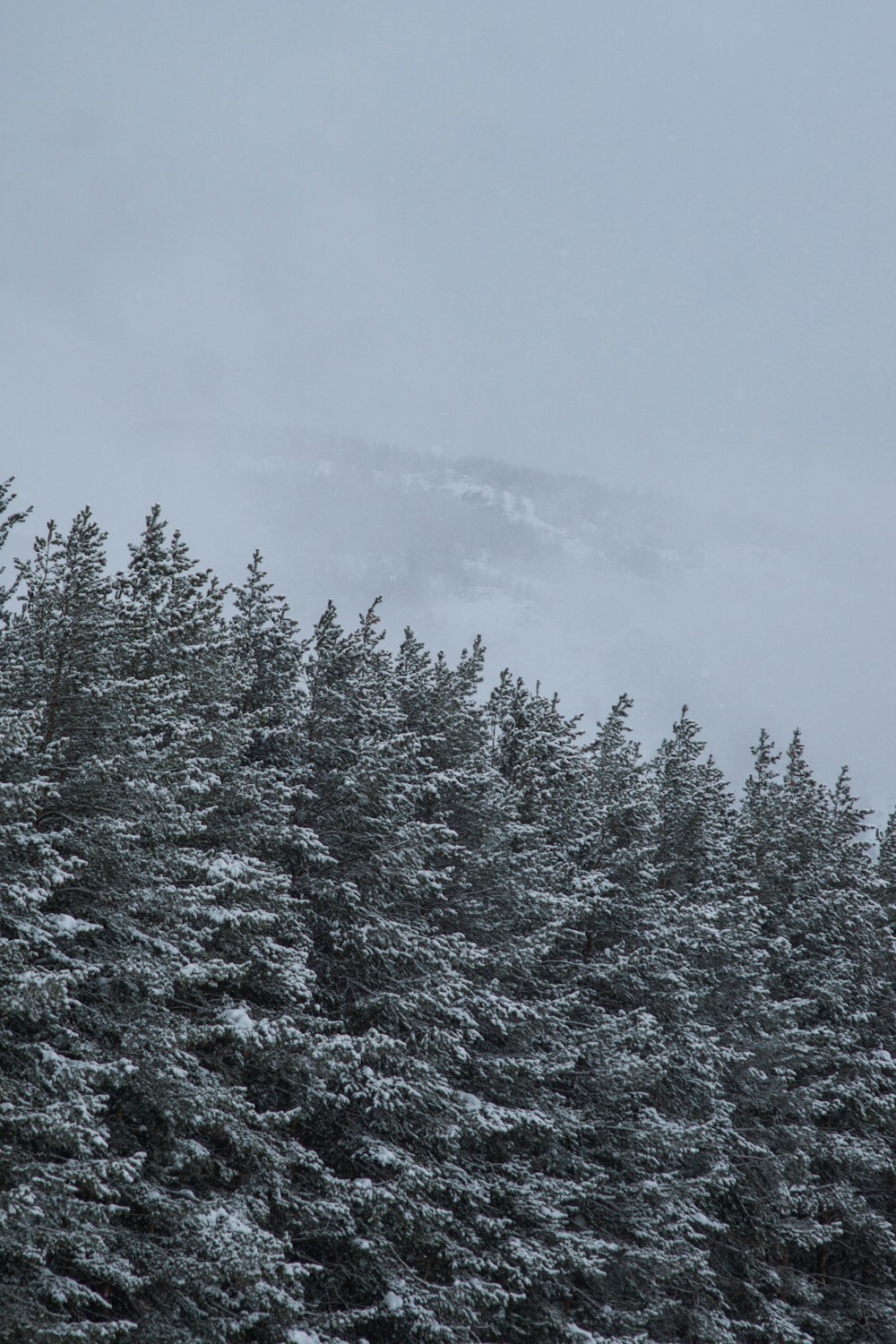 a group of pine trees covered in snow