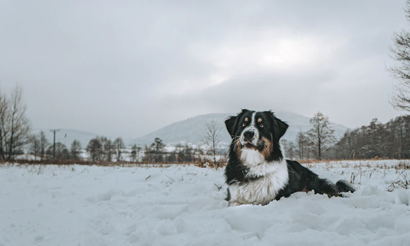 Fia lying in a snowy field with mountains behind
