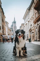 An Australian Shepherd dog sits in the middle of a cobblestone street, with historical buildings on either side. In the background, a Gothic-style church with towers is visible. People are walking along the street, and the sky is clear.