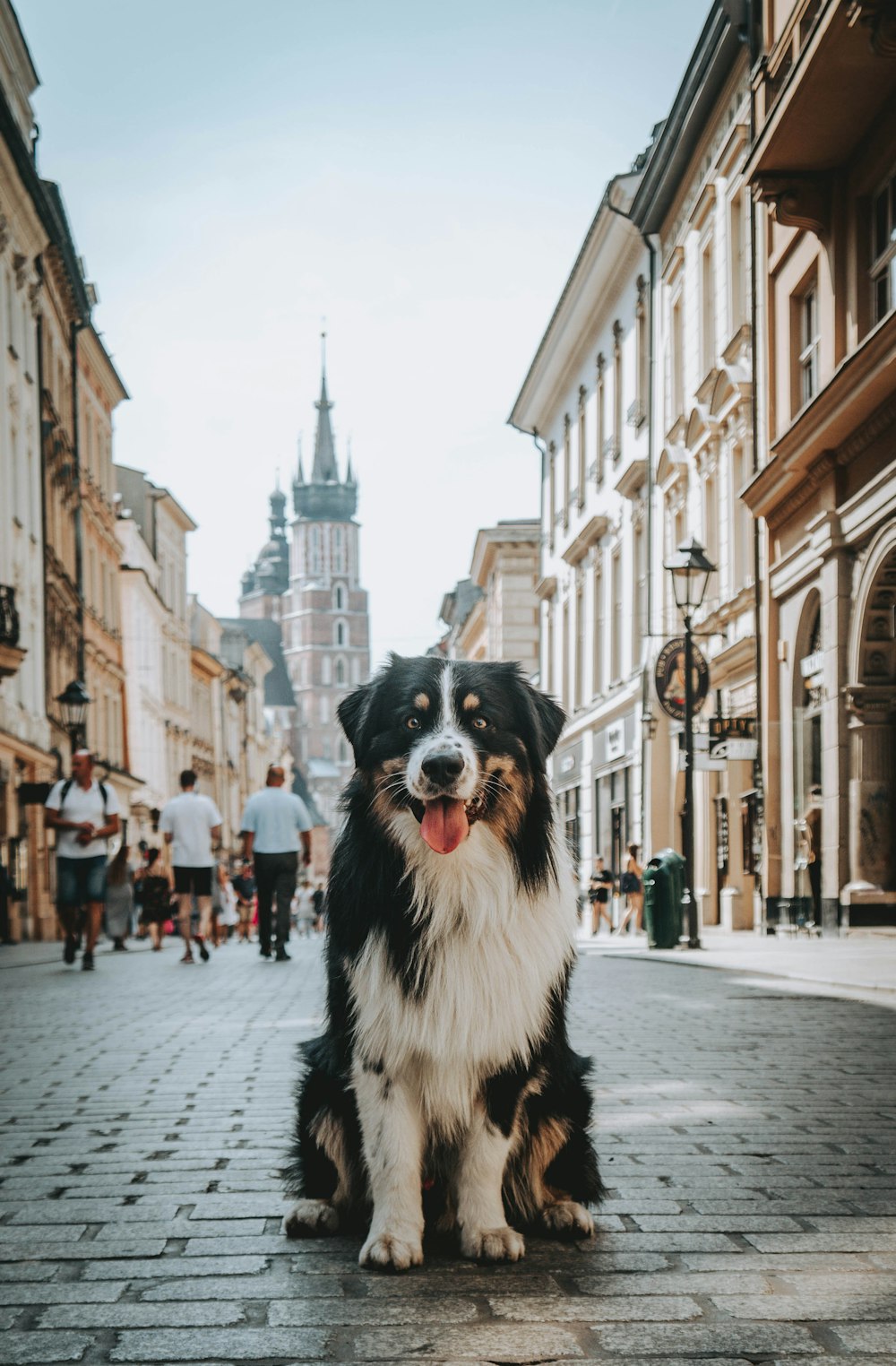 a black and white dog sitting on a cobblestone street