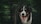A friendly black, white, and tan dog, possibly an Australian Shepherd, is standing against a background of lush green trees. The dog is looking directly at the camera with its tongue out, conveying a sense of playfulness. The setting is outdoors, likely in a forest or wooded area.