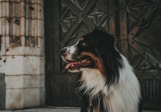 A medium-sized dog with a tricolor coat featuring black, white, and brown fur sits against an ornate, dark wrought iron door with a weathered stone wall. The dog appears alert, looking to the side with its tongue slightly out, conveying a sense of curiosity.