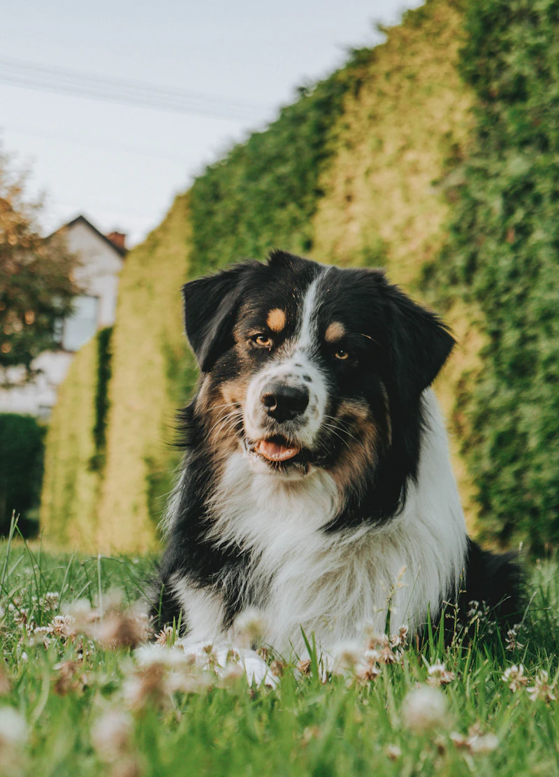 Fia, a black tri Australian Shepherd, lying in the grass in front of a hedge