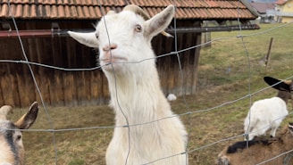 A white goat with small horns stands behind a wire fence, looking directly at the viewer. Other goats can be seen in the background along with a wooden shed and grass field.