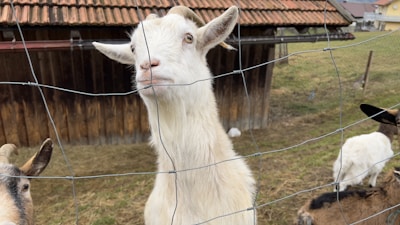 A white goat with small horns stands behind a wire fence, looking directly at the viewer. Other goats can be seen in the background along with a wooden shed and grass field.