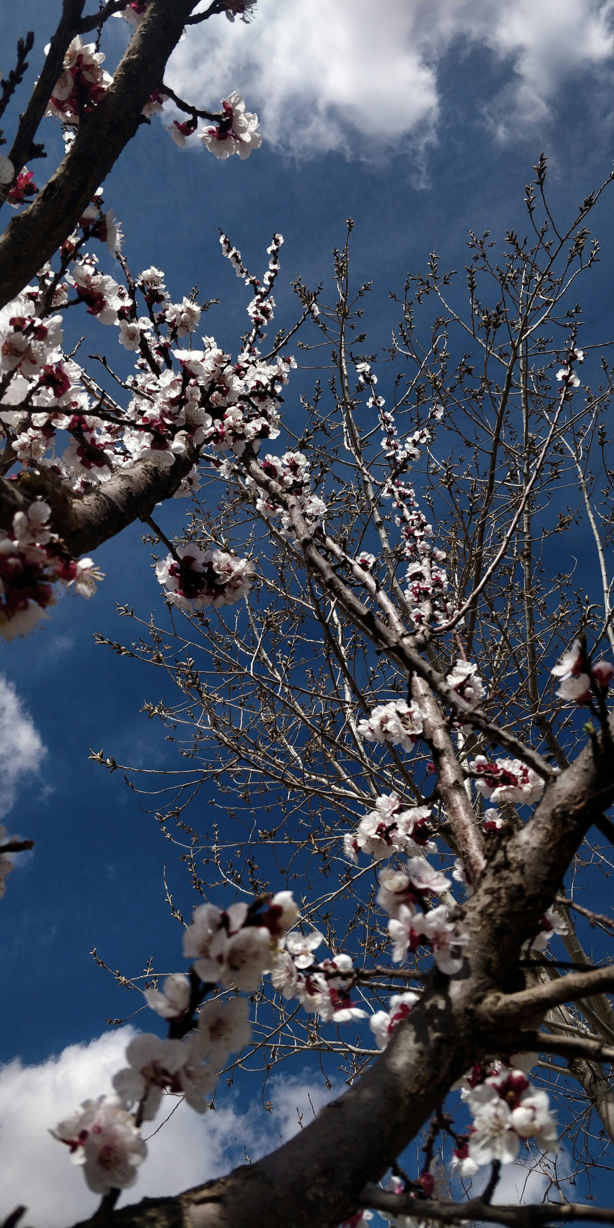a tree with lots of white flowers in front of a blue sky