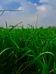 A lush green pasture with various types of grass under a clear blue sky, symbolizing healthy seeds and growth.