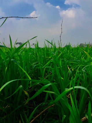 A lush green pasture with various types of grass under a clear blue sky, symbolizing healthy seeds and growth.