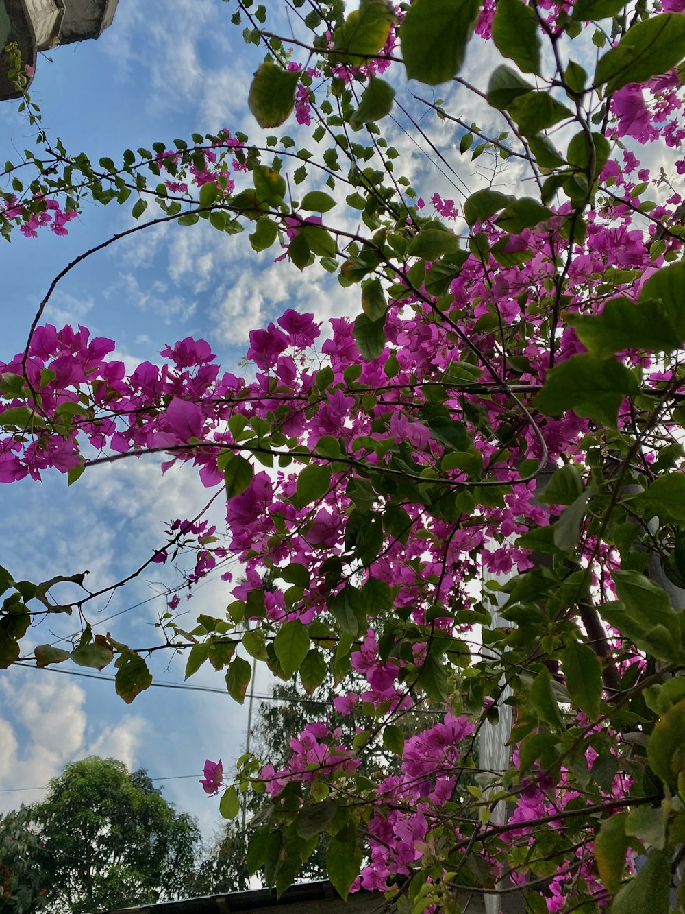 purple flowers are blooming on the branches of a tree