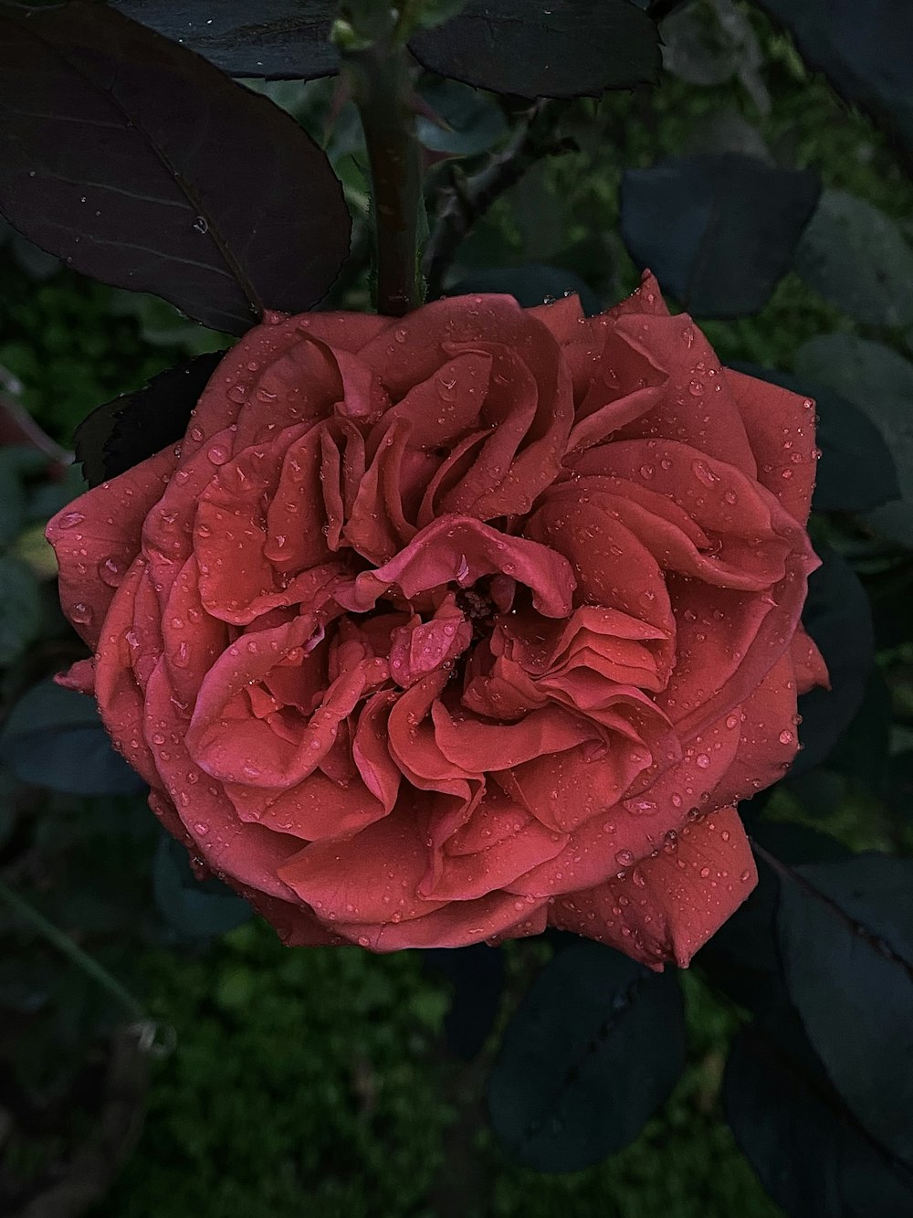 une rose rouge avec des gouttelettes d’eau dessus