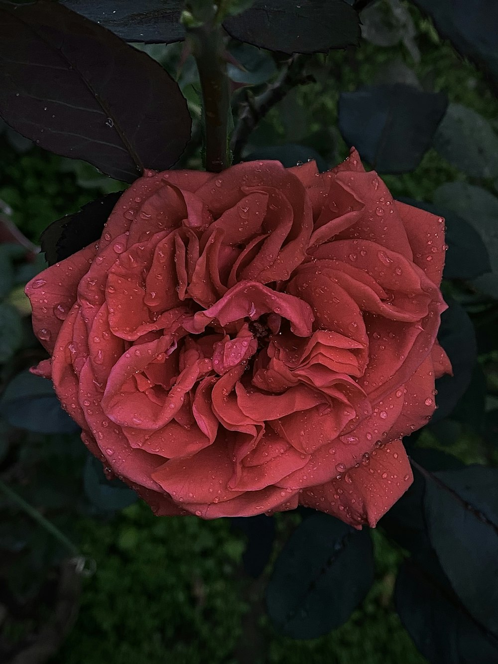 a red rose with water droplets on it