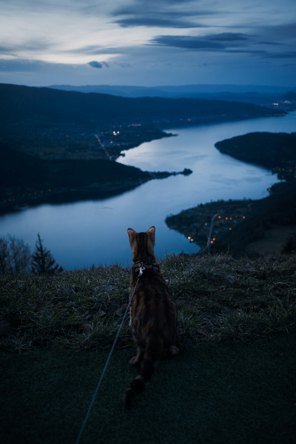 um gato sentado no topo de uma colina coberta de grama