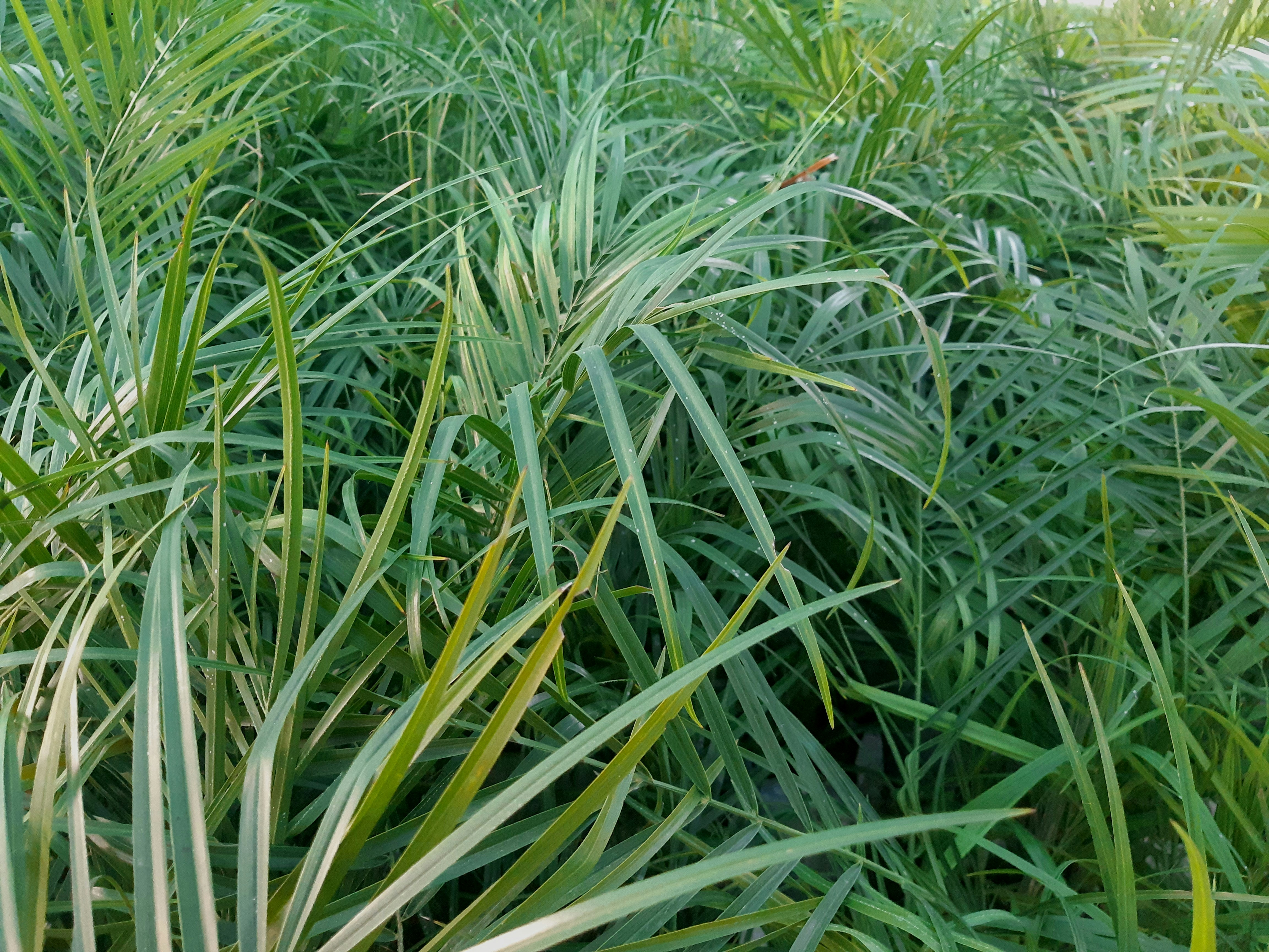 a field of tall grass with lots of green leaves