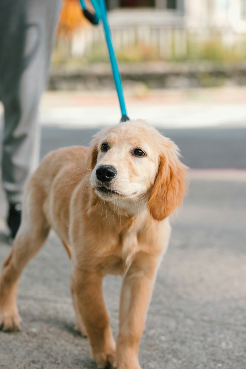 a small brown dog on a blue leash