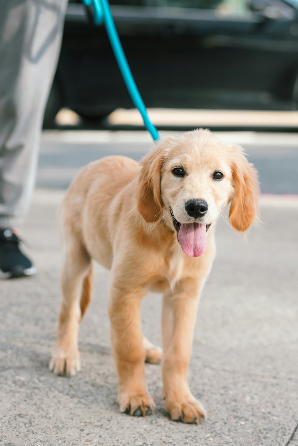 Ein kleiner brauner Hund steht auf einem Bürgersteig