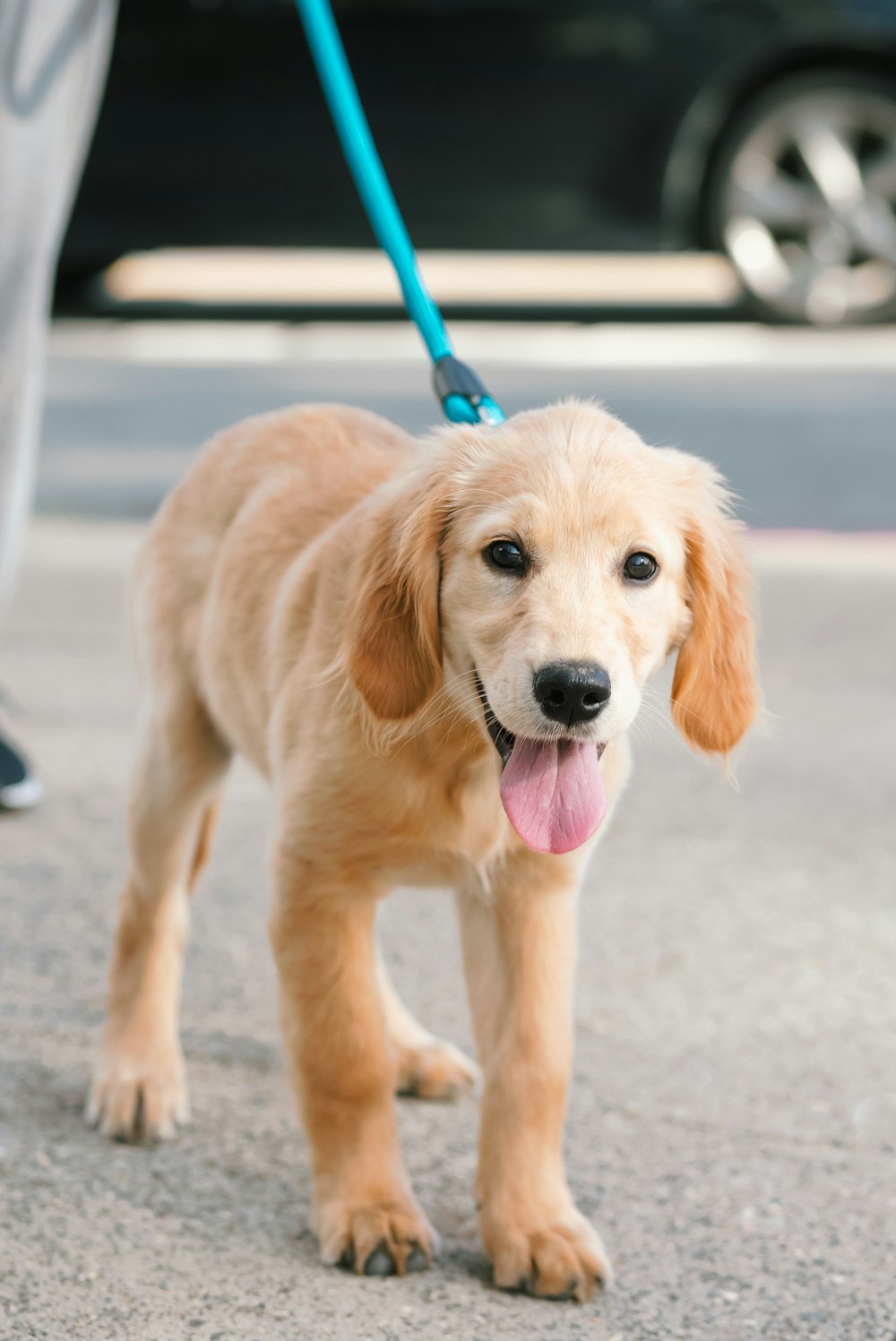 a small brown dog on a blue leash